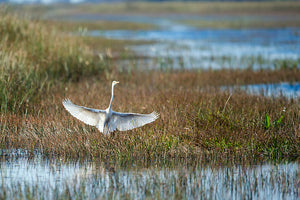 Escursione Everglades con Opzione Tour della Città di Miami